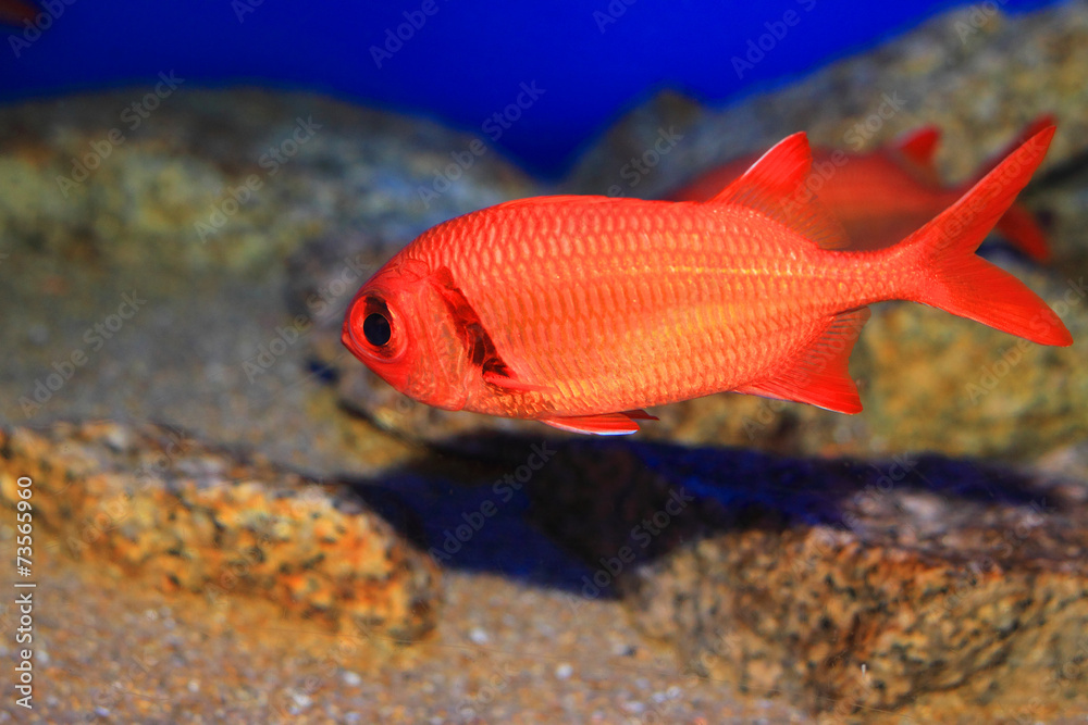 Indian Scarlet soldierfish (Myripristis kochiensis) in Japan Indian Scarlet soldierfish (Myripristis kochiensis) in Japan