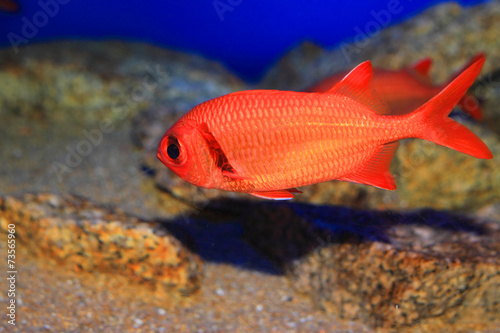 Indian Scarlet soldierfish  Myripristis kochiensis  in Japan