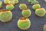 pile of Echinocactus grusonii, cactus typical of southern hemisp