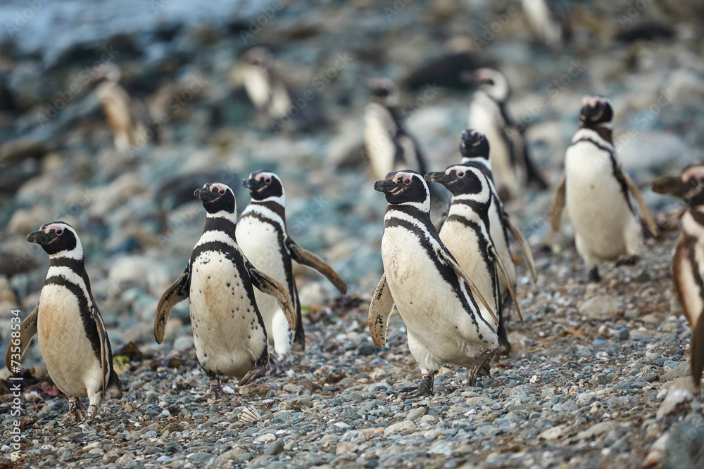 Obraz premium Magellanic penguins in natural environment