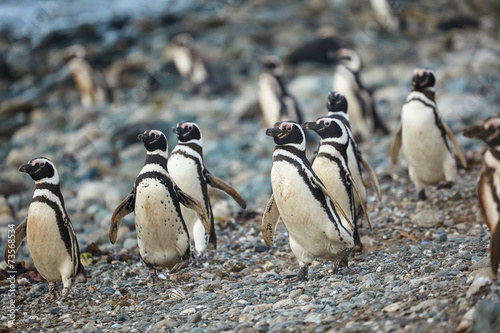 Magellanic penguins in natural environment photo