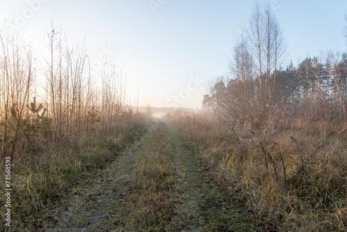 beautiful misty meadow in the morning frost