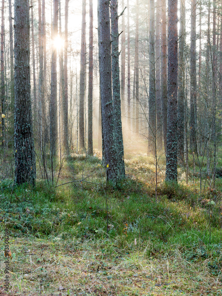 beautiful light beams in forest through trees beautiful light beams in forest through trees