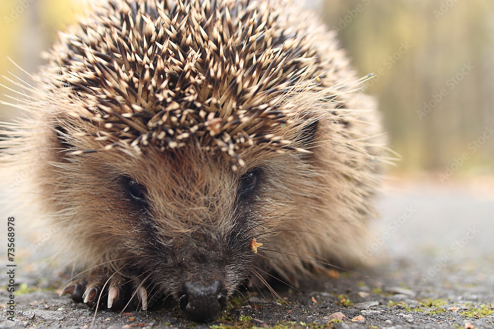 Obraz premium hedgehog close-up portrait
