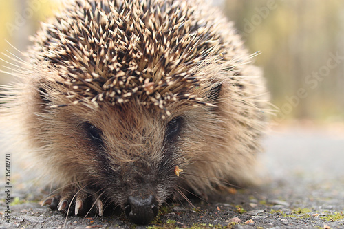 hedgehog close-up portrait