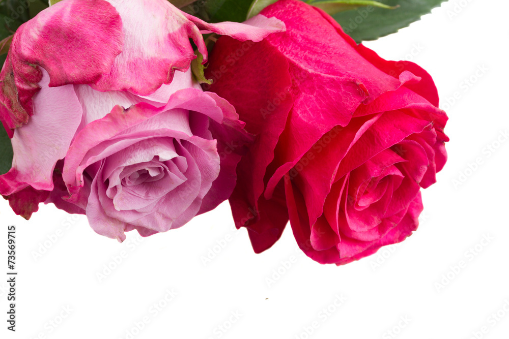 two pink flowers close up two pink flowers close up