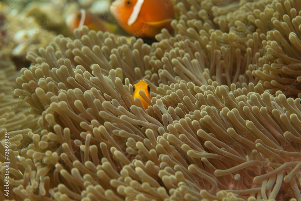 anemone fish anemone fish