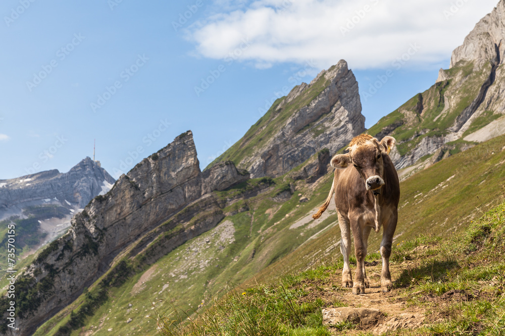 Cow of Alps