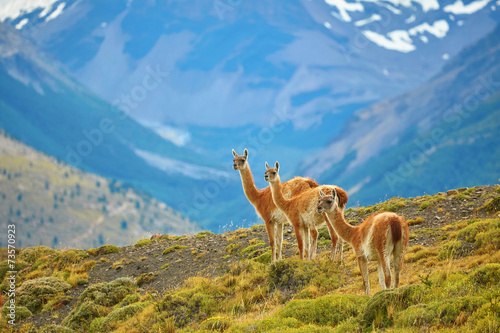 Fototapet Guanacoes in Torres del Paine national park