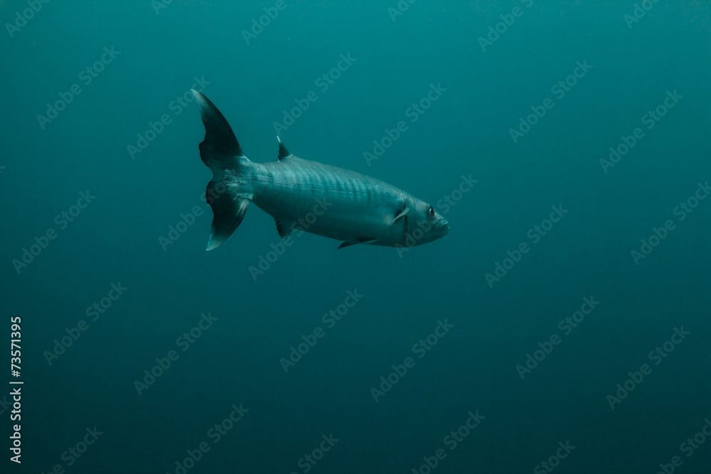 Fototapeta premium barracuda