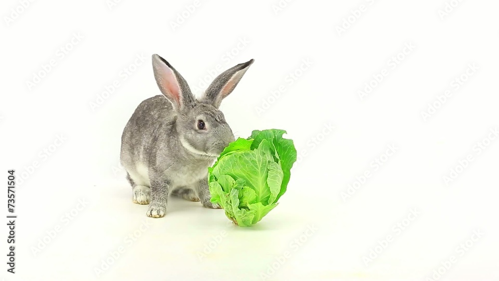 rabbit eats cabbage rabbit eats cabbage