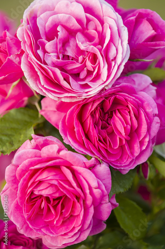 Colorful roses