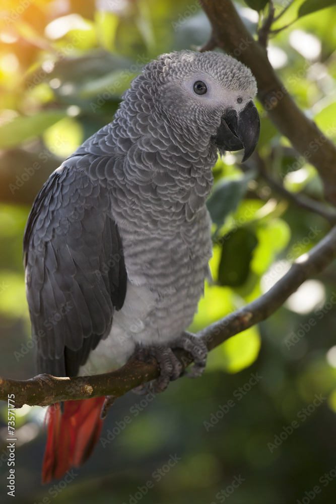 Fototapeta premium African Grey Parrot