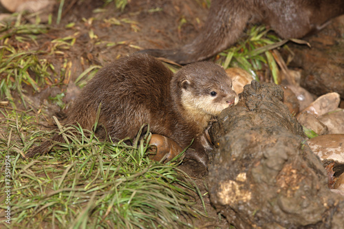 Close up of a very young Oriental Short Clawed Otter