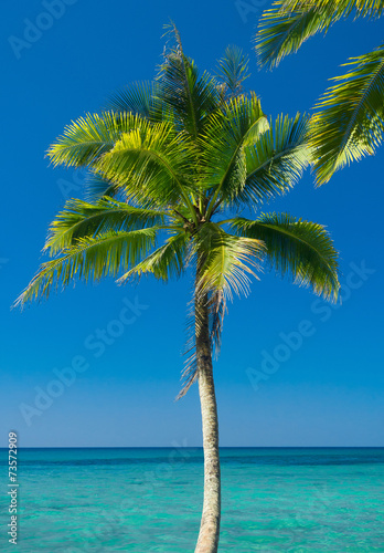 Fototapeta Naklejka Na Ścianę i Meble -  Serenity Shore Palm Panorama