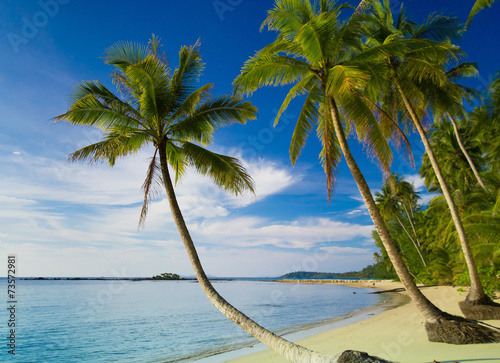Palm Panorama Serenity Shore © alma_sacra