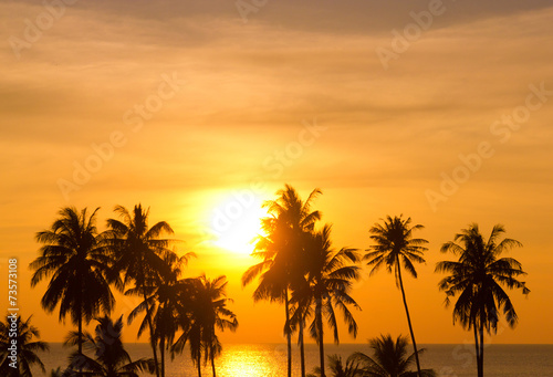 Sunset Divine Coconut Horizon