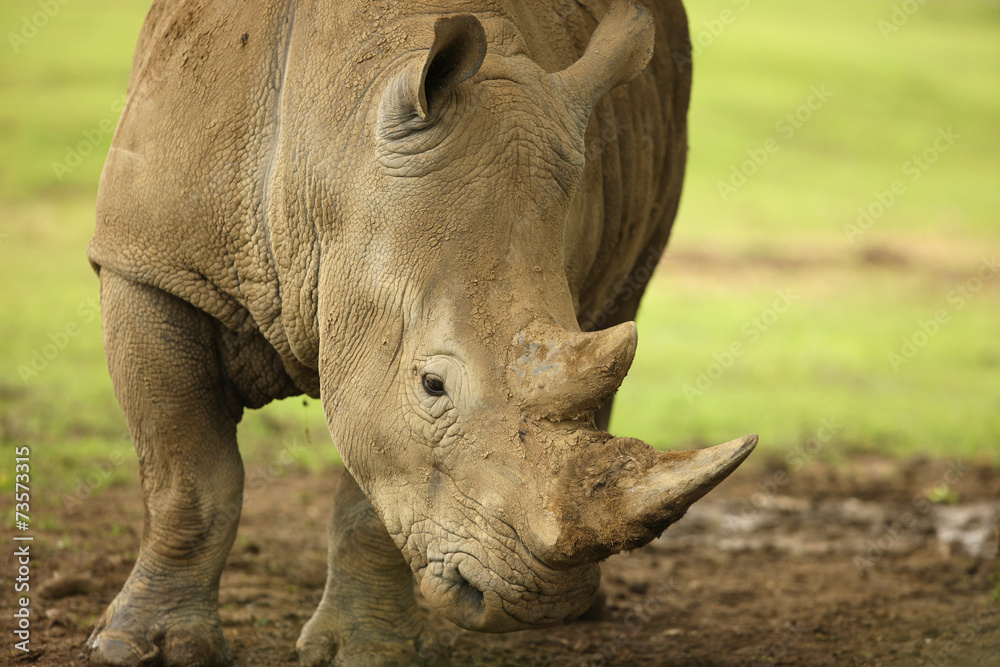 Obraz premium Close up of a White Rhino