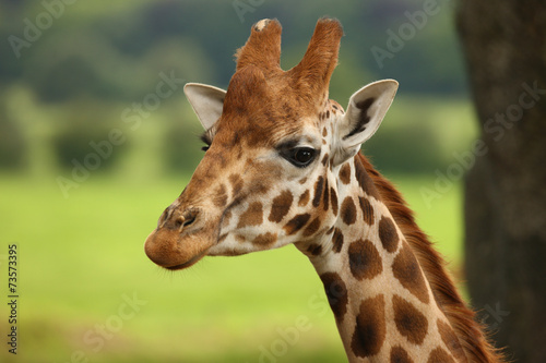 Fototapeta Naklejka Na Ścianę i Meble -  Close up of a Giraffe