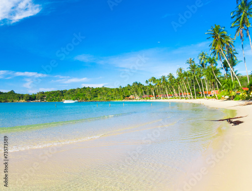 Beautiful Beach Palm Panorama