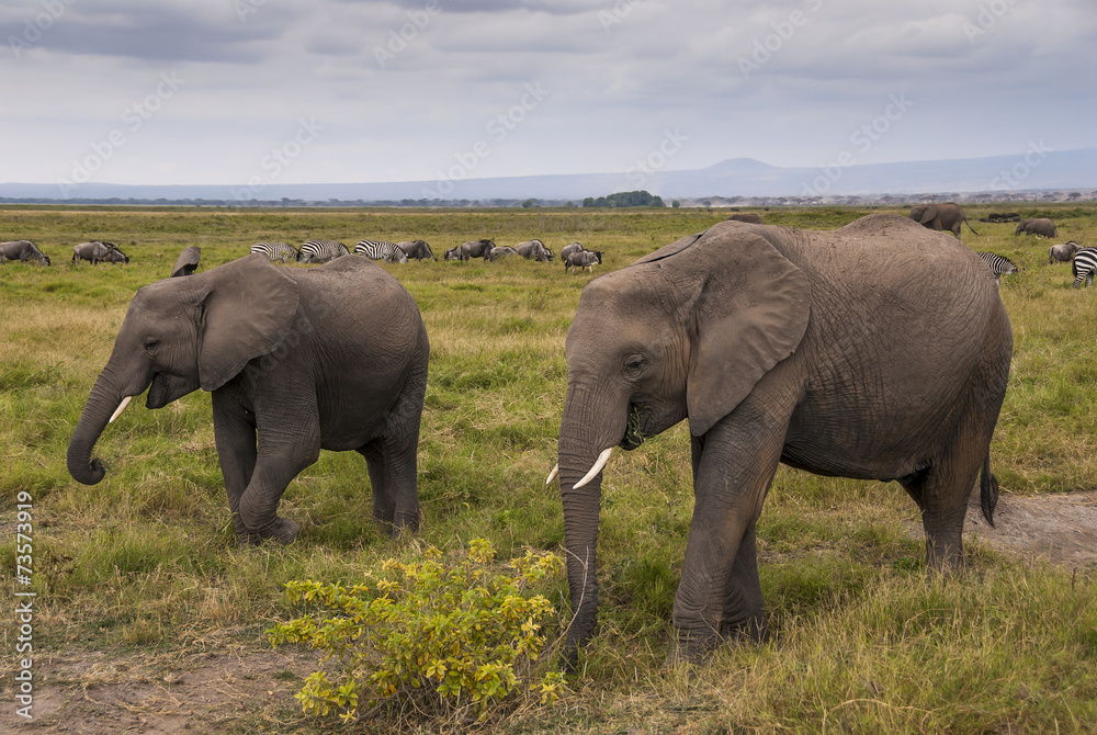 Fototapeta premium A pair of elephants eating grass on the African savannah