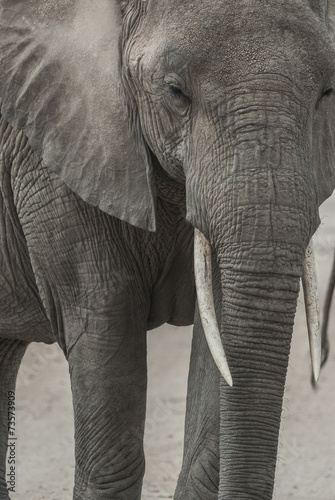 Close-up of an elephant's head, trunk and tusks