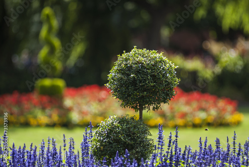 Park garden with a spherical box tree and lavender