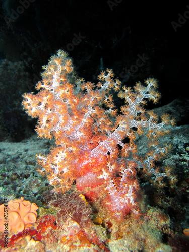 soft corals © Fluoo