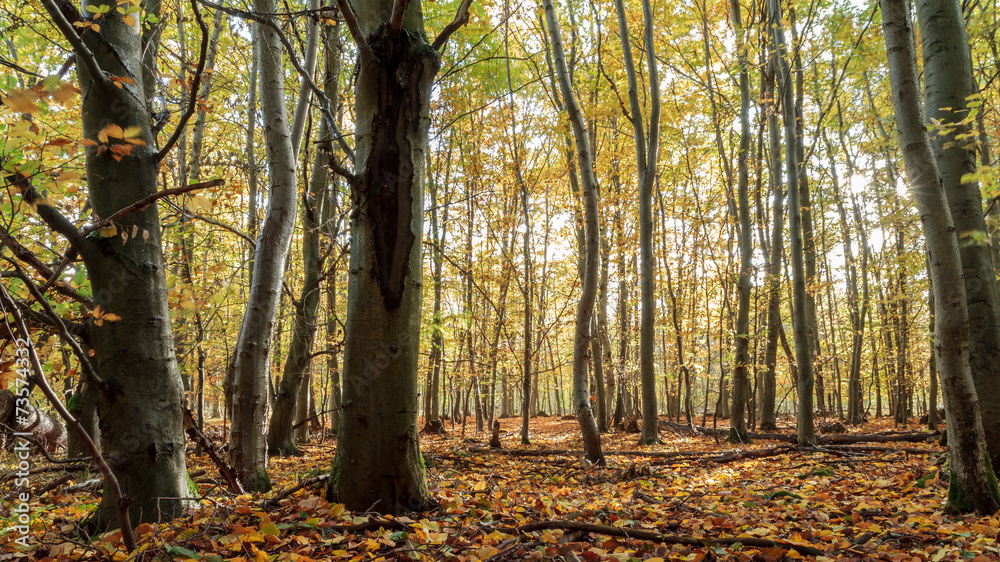 Fototapeta premium Enchanted Autumn Forrest