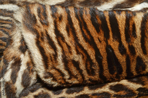 pelliccia di tigre siberiana