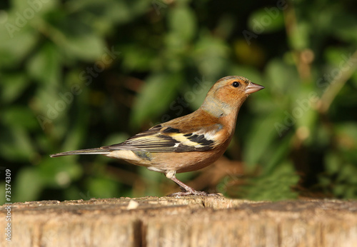 Portrait of a male Chaffinch in autumn