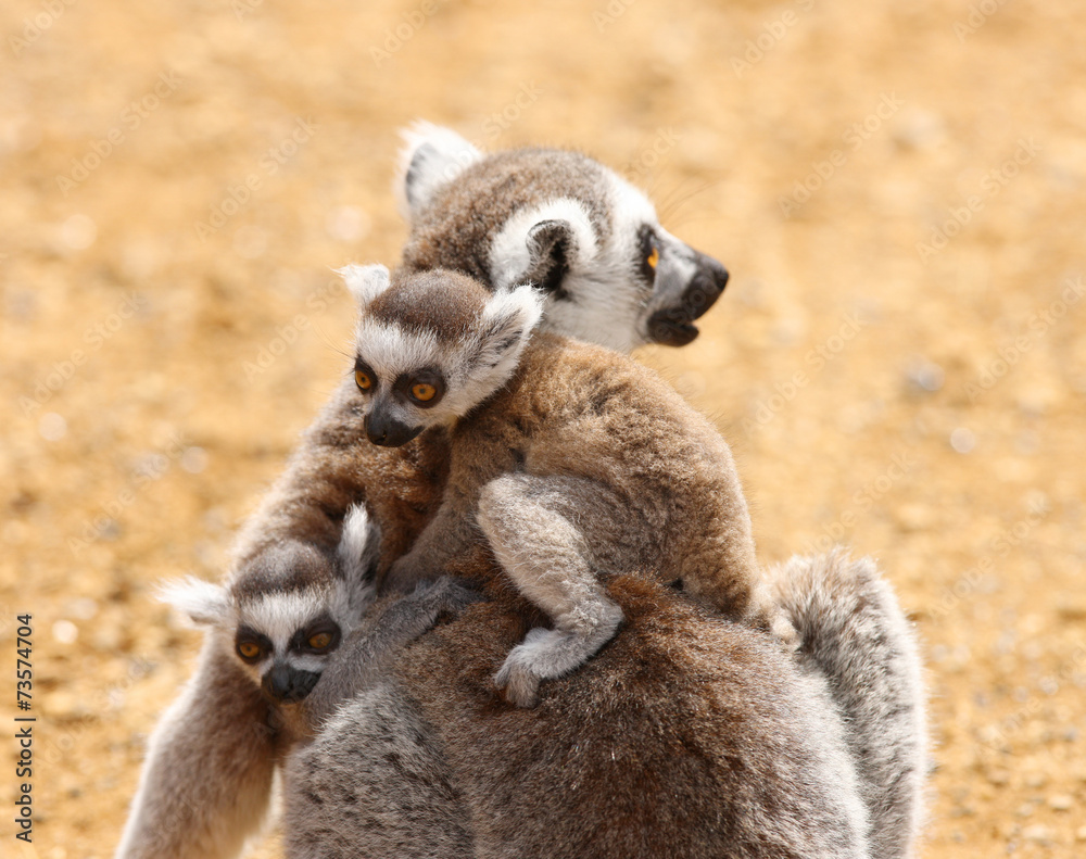 A mother Ring Tailed Lemur carrying her babies
