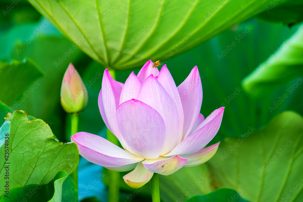 Light pink lotus flower