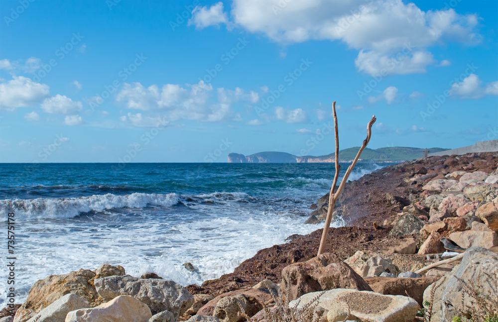 branch by the shore