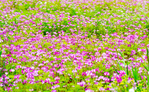 Field of chinese milk vetch  Astragalus sinicus