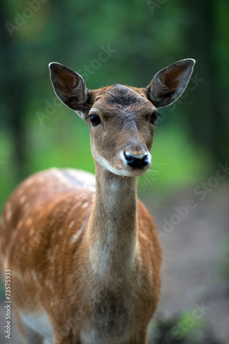 Spotted deer © kyslynskyy
