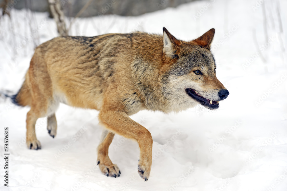 Fototapeta premium Spotted deer