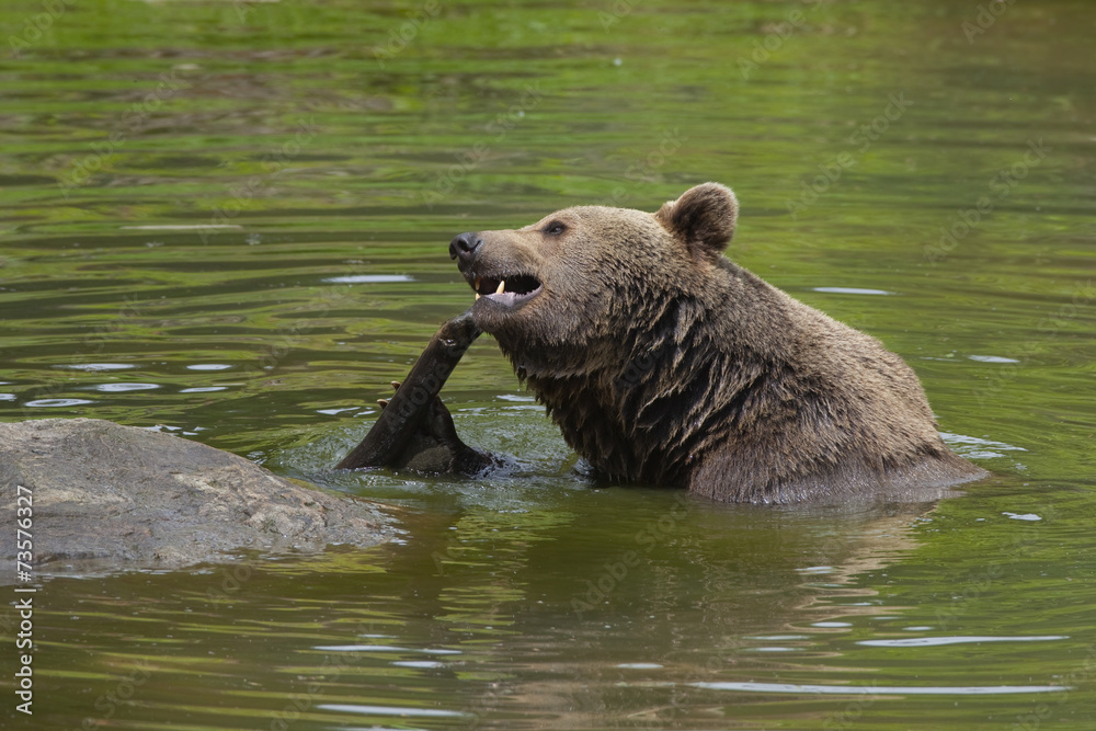 Brown bear in the water
