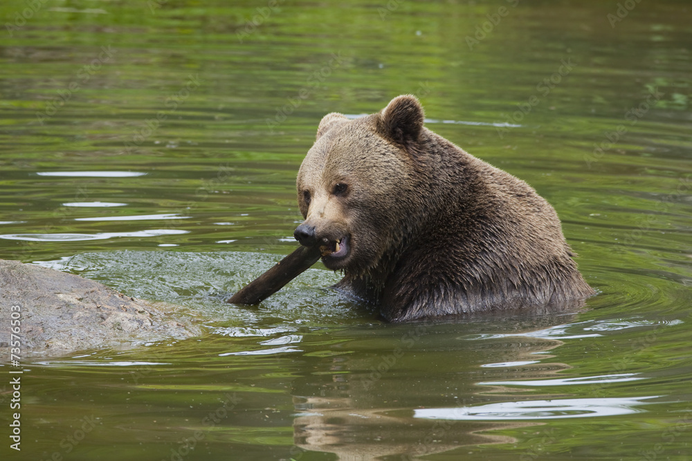 Brown bear in the water