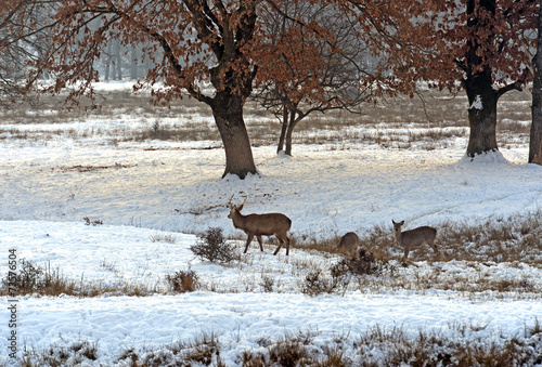 Fototapeta Naklejka Na Ścianę i Meble -  A herd of spotted deer in winter