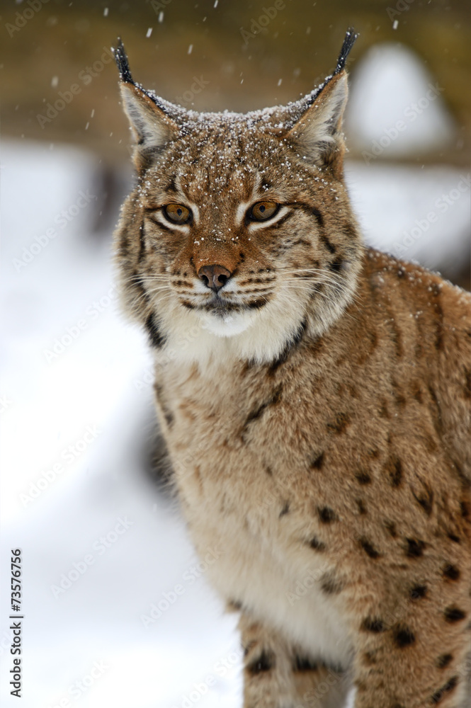Naklejka premium Winter Lynx