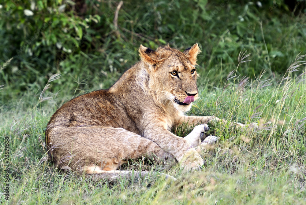 Fototapeta premium Lion