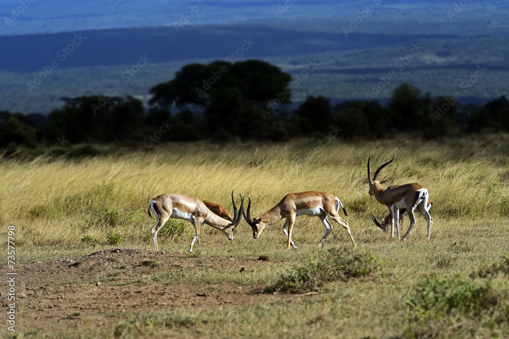 Fototapeta premium Grant's gazelle