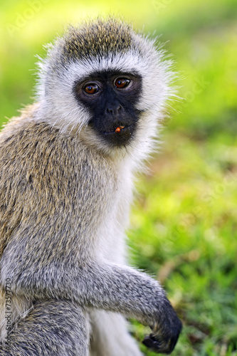 Vervet monkey