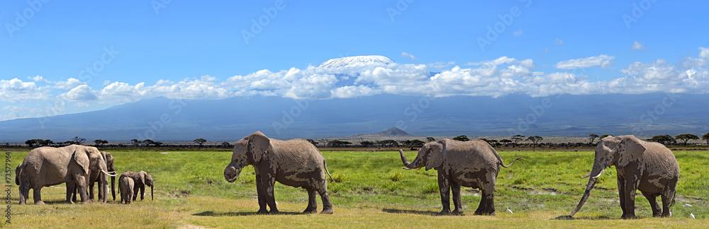 Fototapeta premium Kilimanjaro elephants