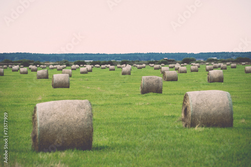 rolls of hay in green field. Vintage.