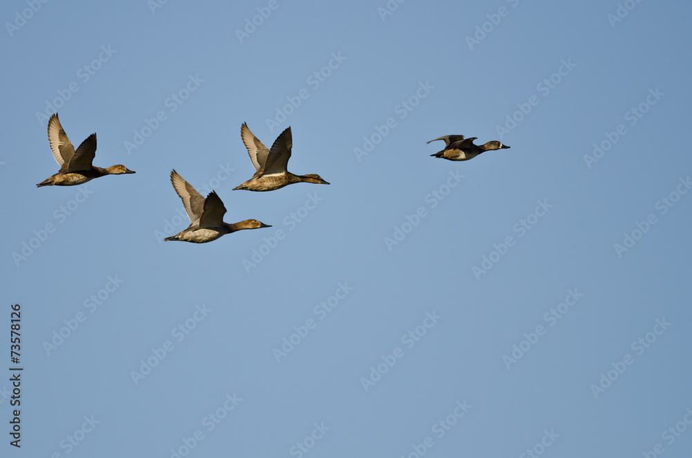 Obraz premium Four Ducks Flying in a Blue Sky