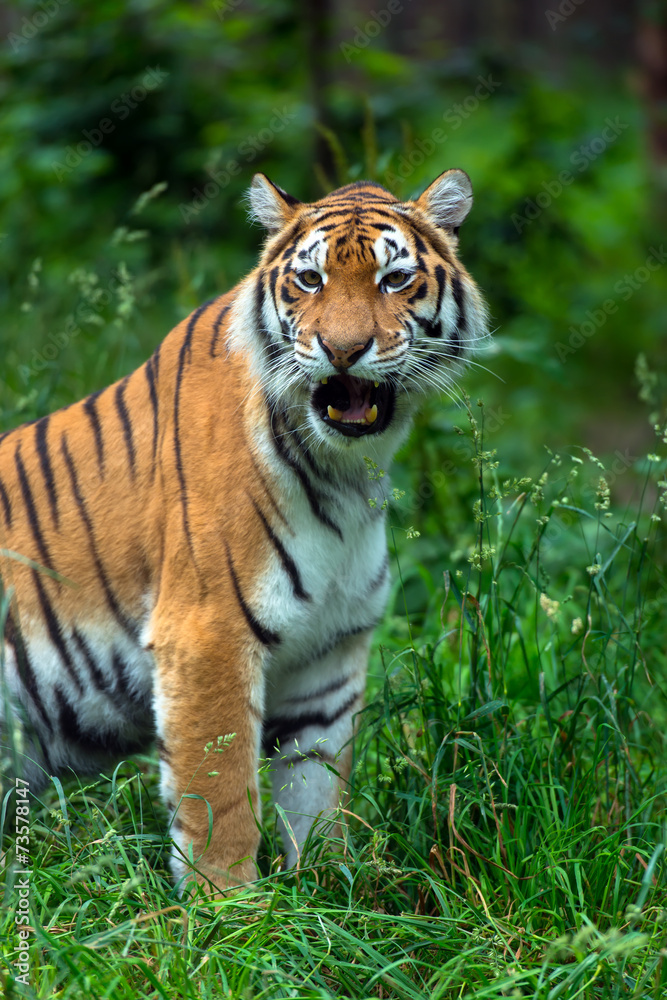 Amur Tiger Amur Tiger