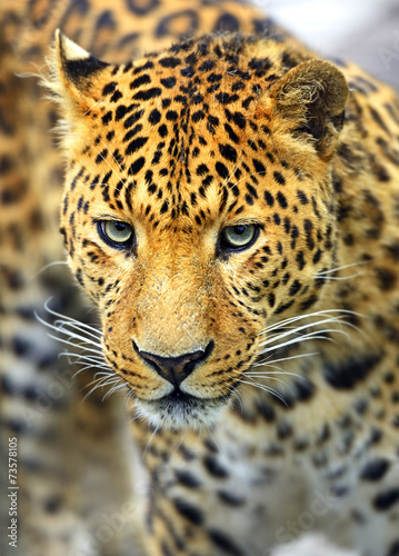 Leopard