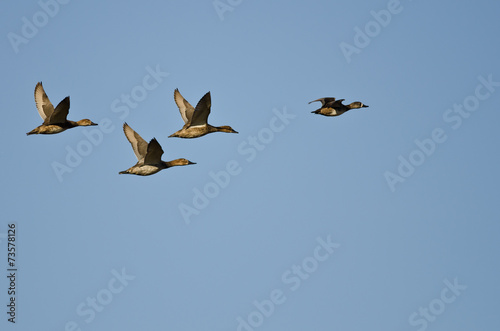 Four Ducks Flying in a Blue Sky